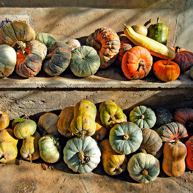 'El tesoro del huerto de Pistola' | 2010.